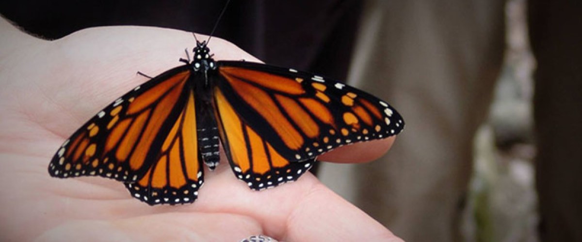 a monarch butterfly landing on a hand