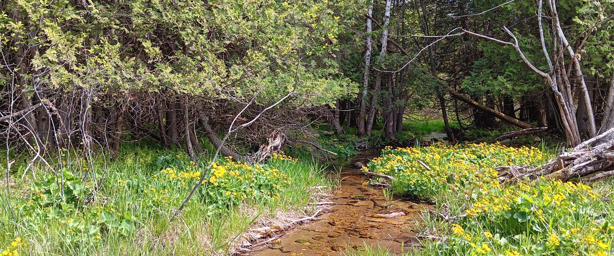 Big Creek with wildflowers