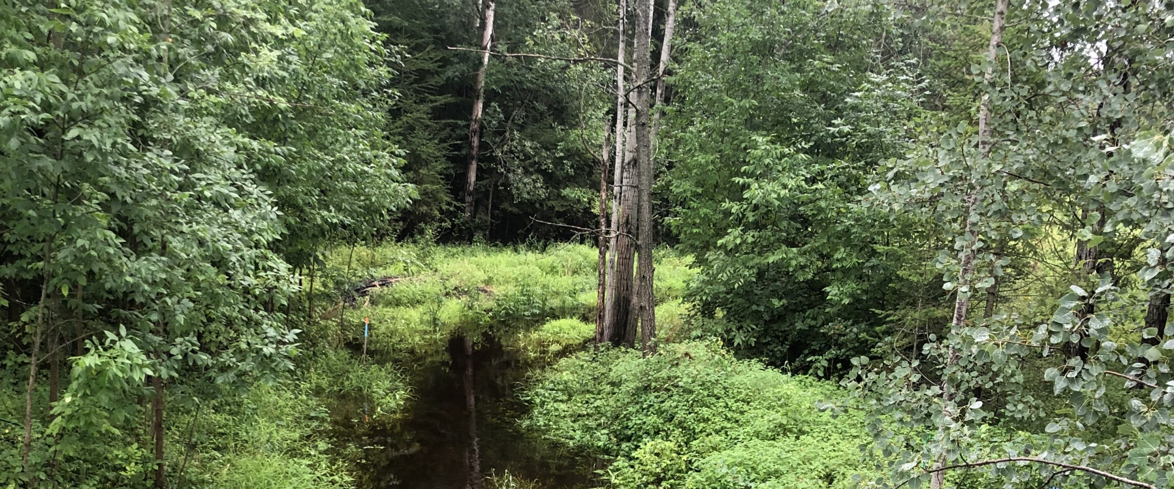 Big Creek and forest